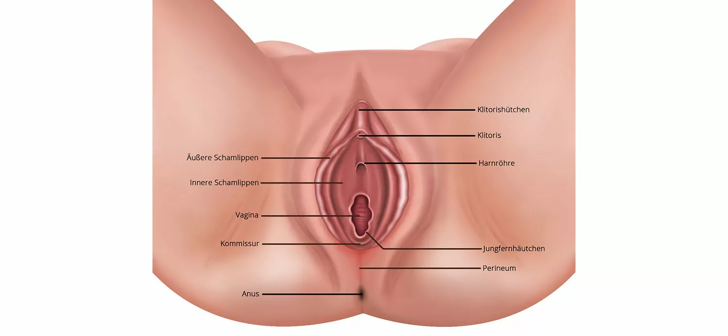schamlippen_erklaerung_gross